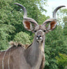 CELTIC TALON KUDU day sporran