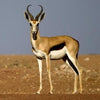 TWO SHIELD BOAR SPRINGBOK Dress Sporran
