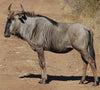 BLUE WILDEBEEST