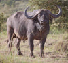 SIX SHIELD CAPE BUFFALO HUNTING SPORRAN