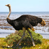 OSTRICH