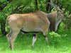 ELAND